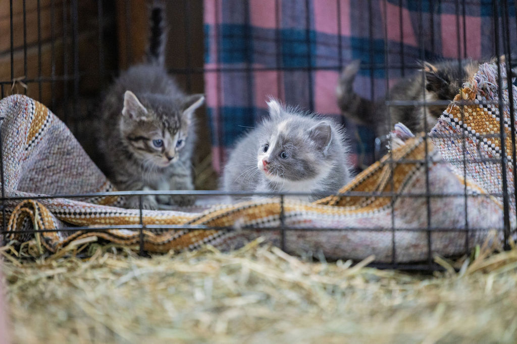 Baby Kittens at Lumen Christi Farm