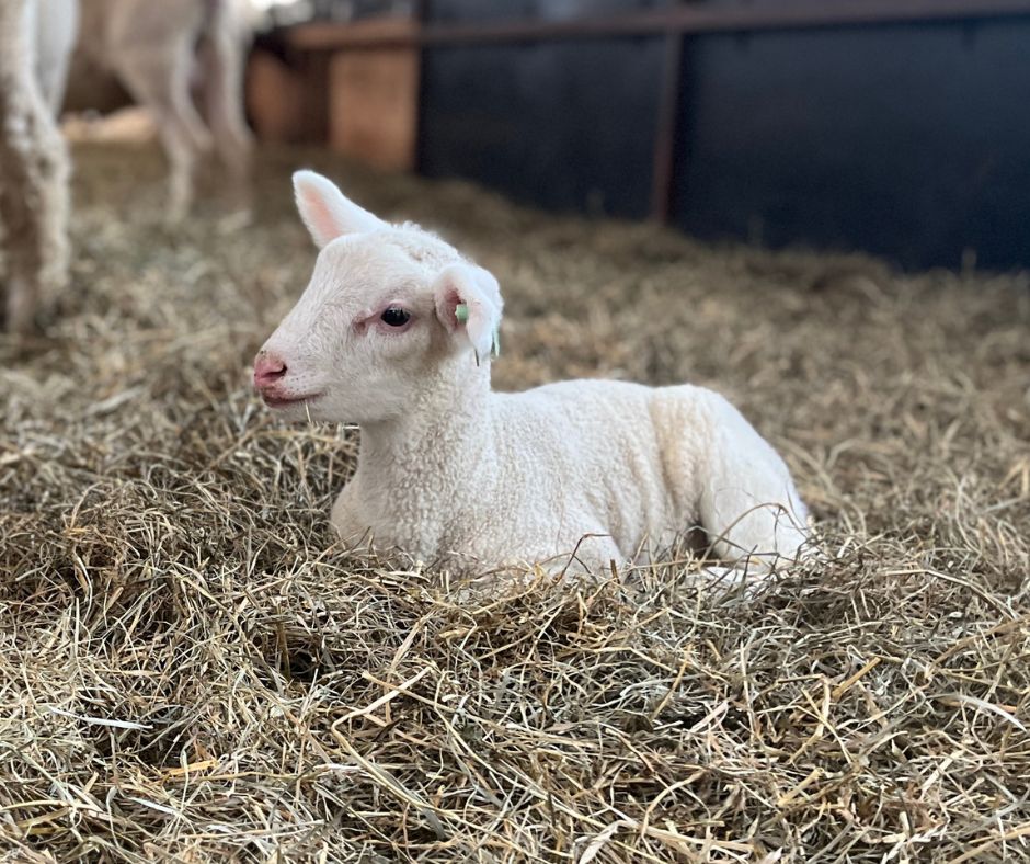 Lambing Experience: The Shepherd's Watch