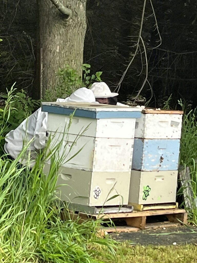 Beekeepers working in the hives